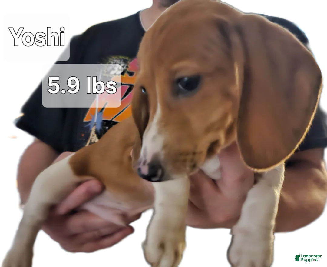 Miniature Dachshund dogs for sale: Miniature Dachshund Piebald (Yoshi) - Ad 1