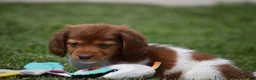 Miniature Dachshund dogs for sale: Peanut - Ad 8