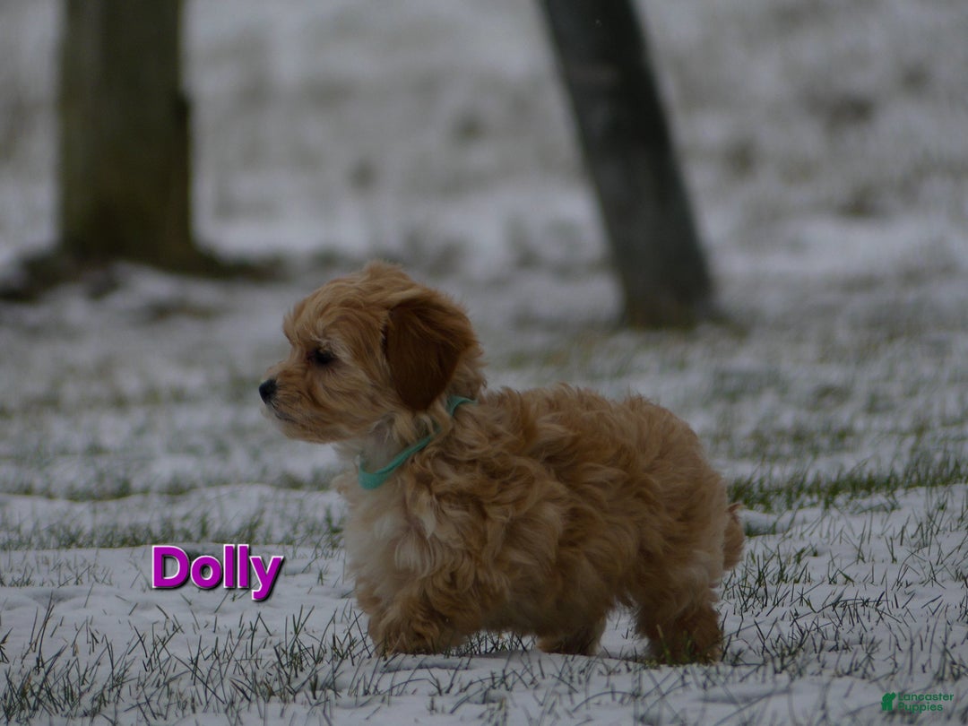 Maltipoo dogs for sale: Dolly - Ad 2