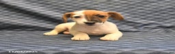 Jack Russell Terrier dogs for sale: Boots - Ad 3