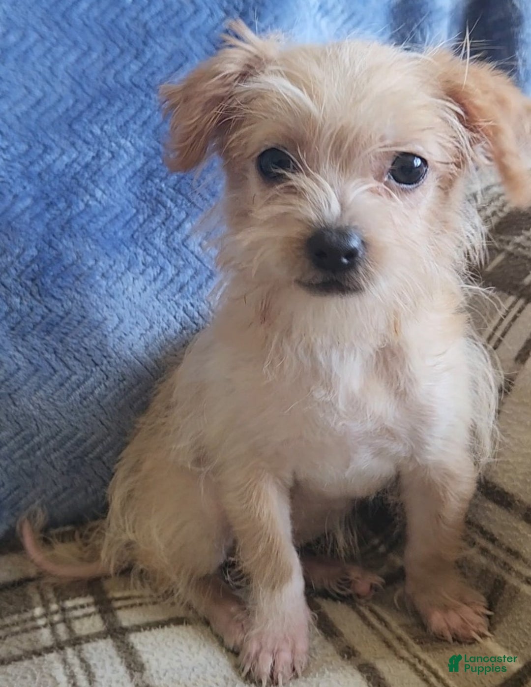 Mixed Breed dogs for sale: Maddie - Ad 4