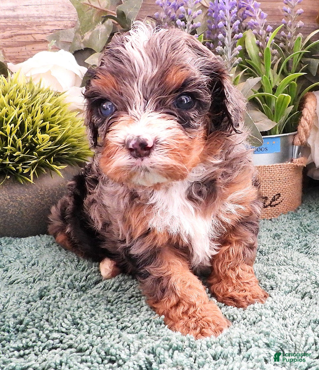Cavapoo dogs for sale: Cavapoo Blue Merle Male #6 (Autumn's) - Ad 2