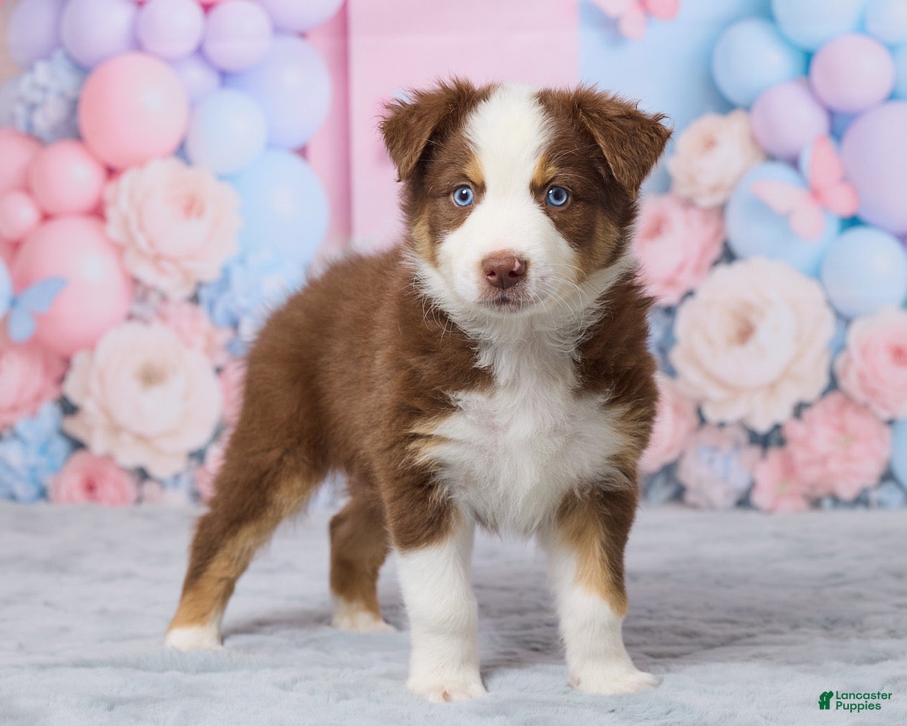 Australian Shepherd dogs Theo - Ad 1