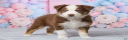 Australian Shepherd dogs for sale: Theo - Ad 3