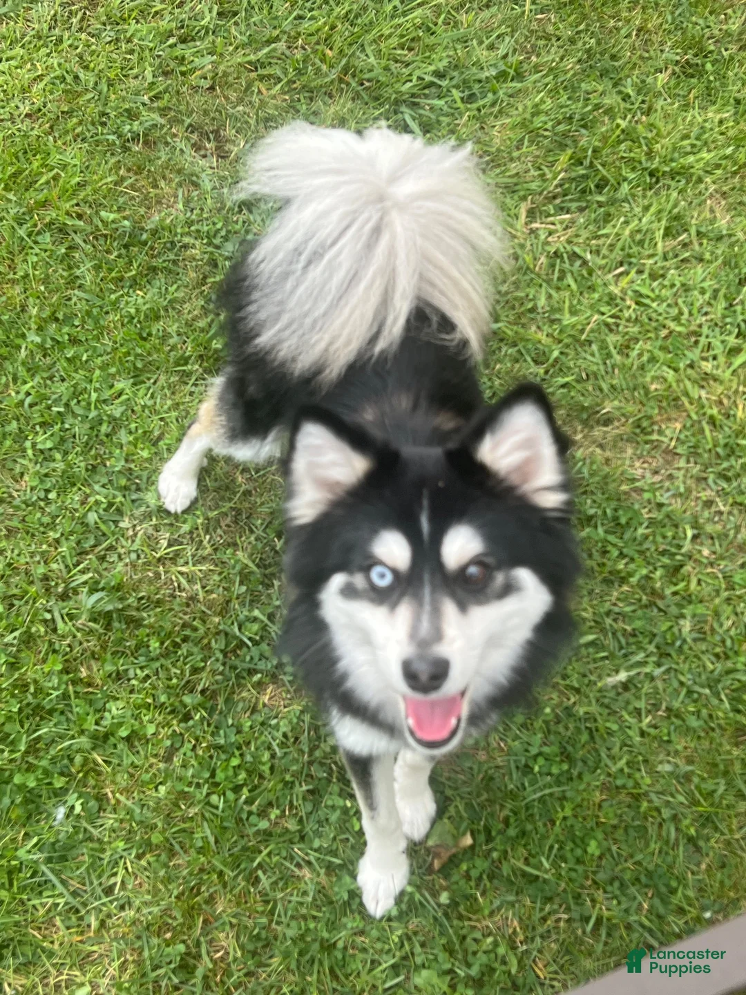 Pomsky dogs for sale: Pomsky 1 - Ad 4