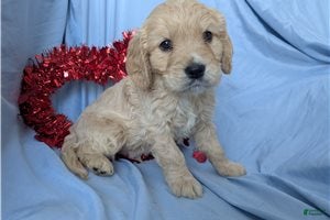 Mixed Breed dogs Jett - Ad 1