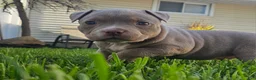 American Bully dogs for sale: ABKC Pocket Bully - Bongo  - Ad 10
