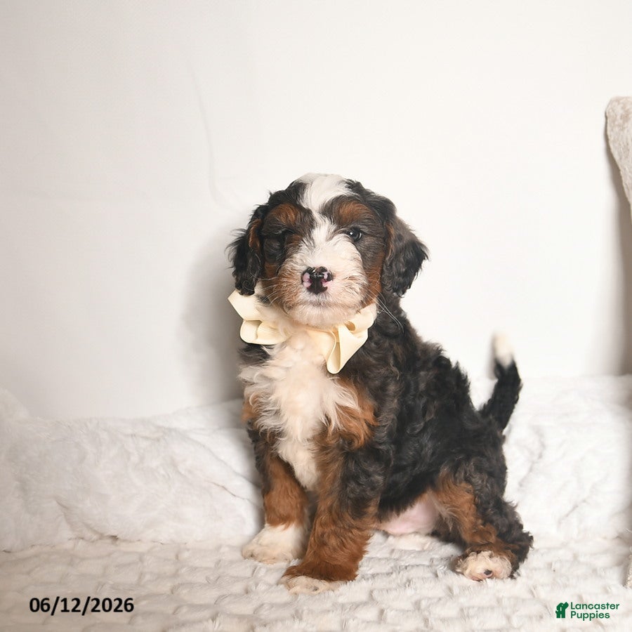 Bernedoodle dogs Denver  - Ad 1