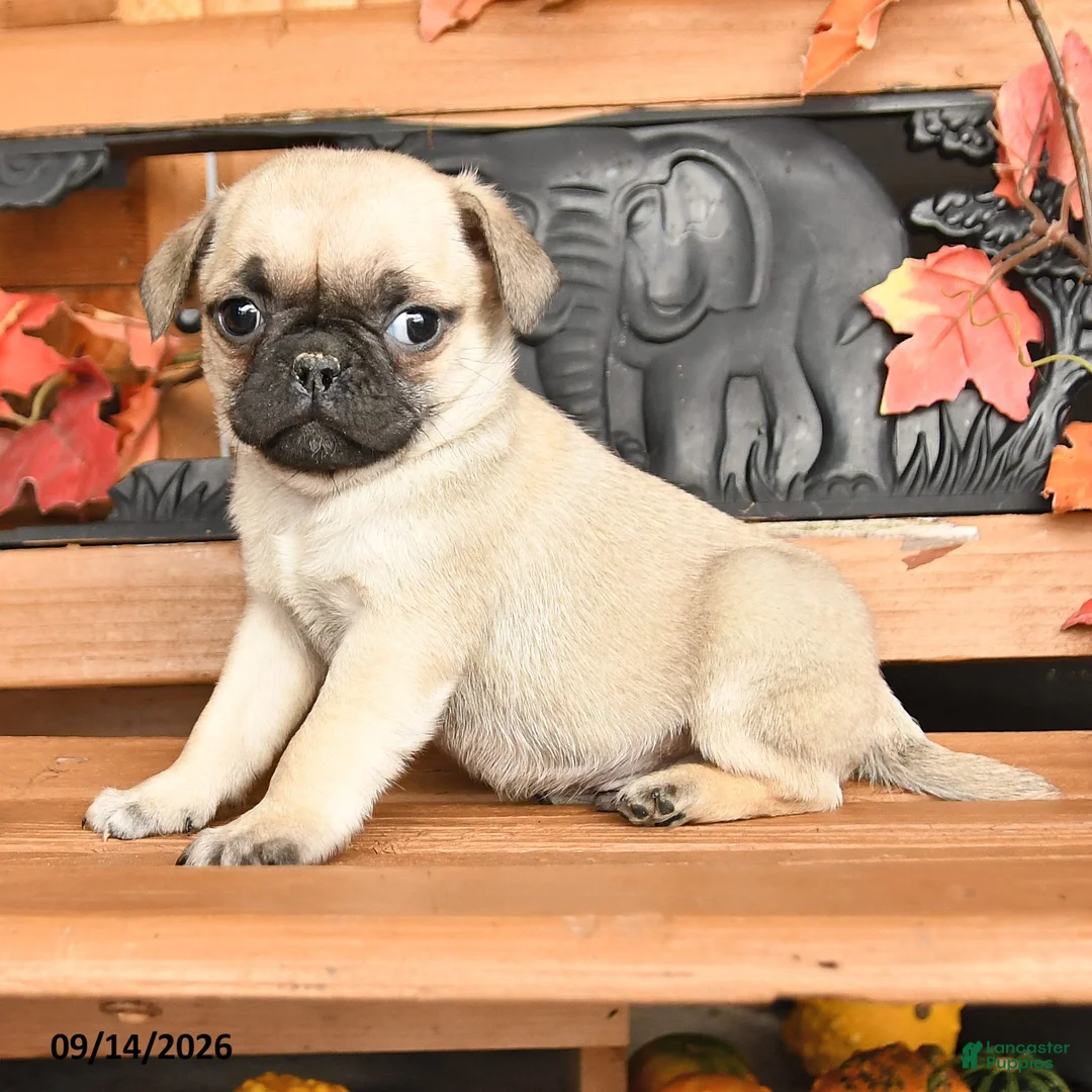 Pug dogs for sale: Brody - Ad 2