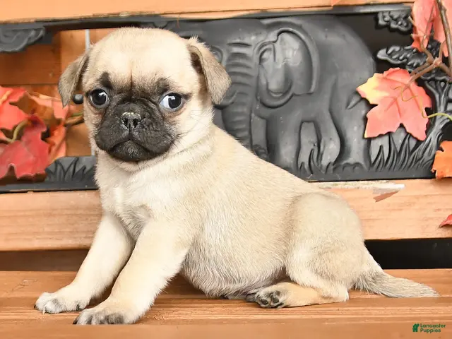 Pug dogs for sale: Brody - Ad 2