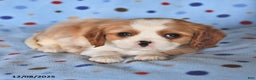Cavalier King Charles Spaniel dogs for sale: Rover - Ad 3