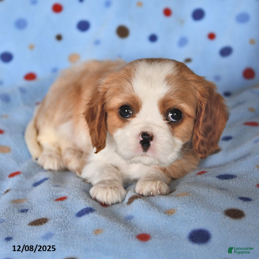Cavalier King Charles Spaniel dogs for sale: Rover - Ad 3