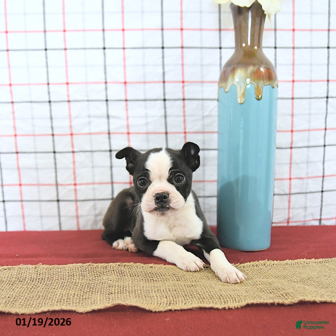 Boston Terrier dogs for sale: Romeo - Ad 2