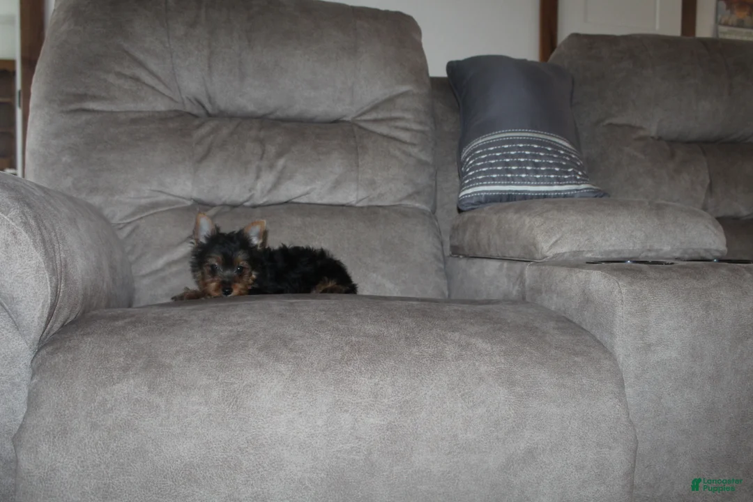 Yorkshire Terrier dogs for sale: Jessi - Ad 7