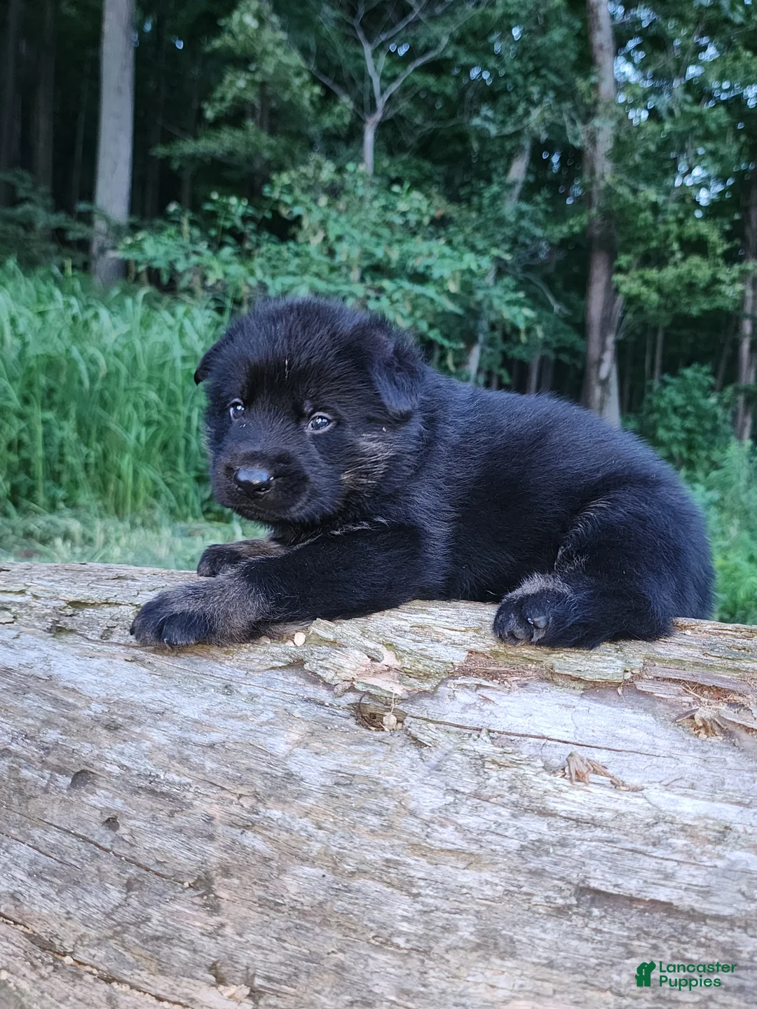 German Shepherd dogs for sale: German Shepherd 3 Tripp - Ad 2