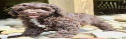 Cockapoo dogs for sale: Aspen - Ad 4