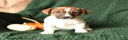 Jack Russell Terrier dogs for sale: Latte - Ad 3