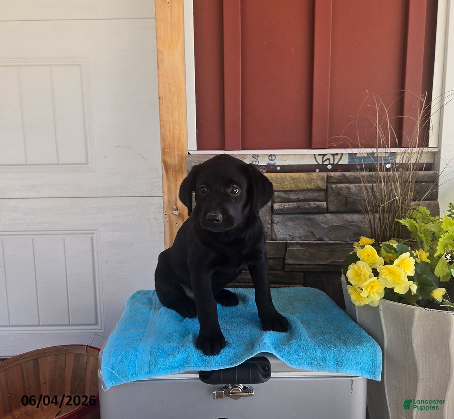 Labrador Retriever dogs Misty - Ad 1