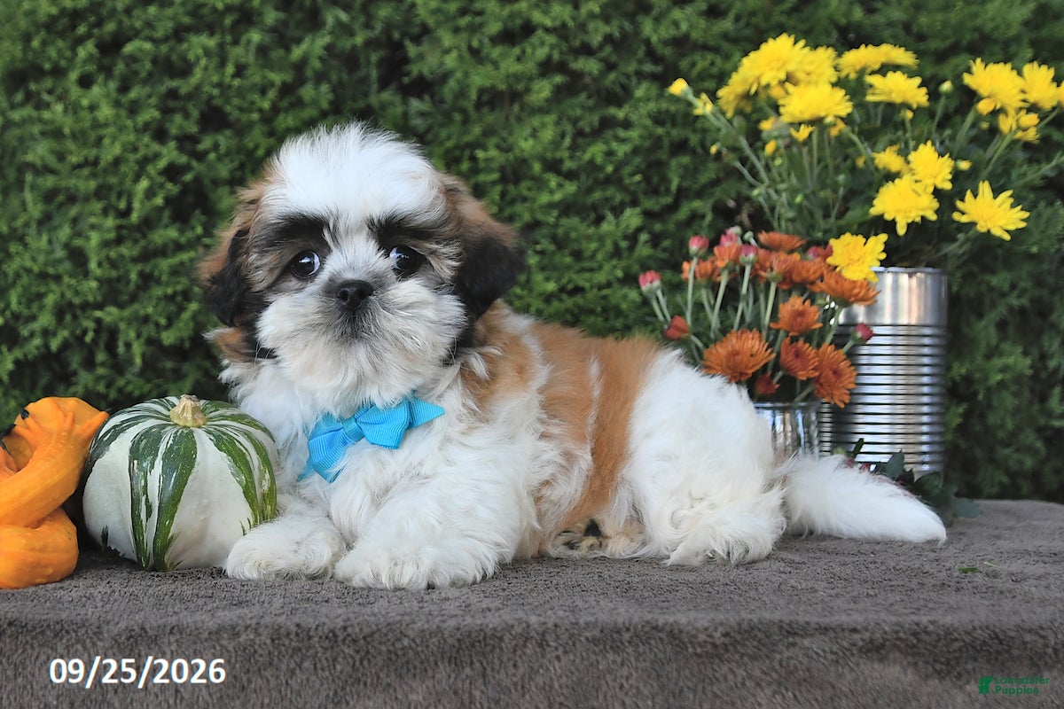 Teddy Bear dogs Tyler - Ad 2