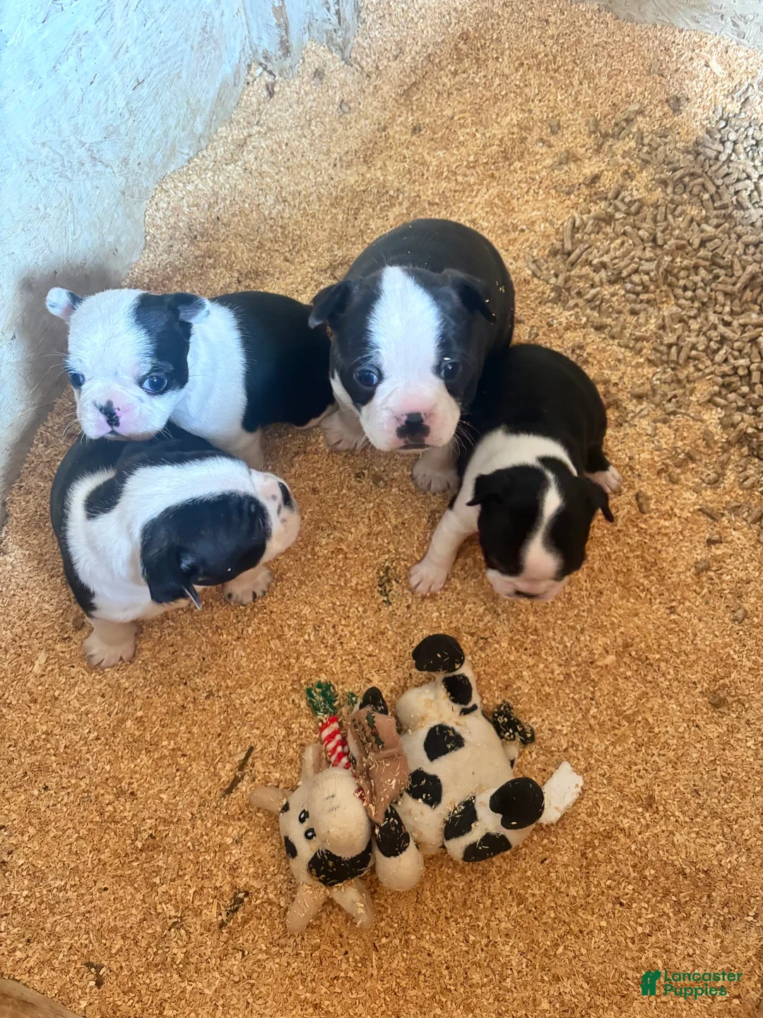 Gallery Image {{count}}