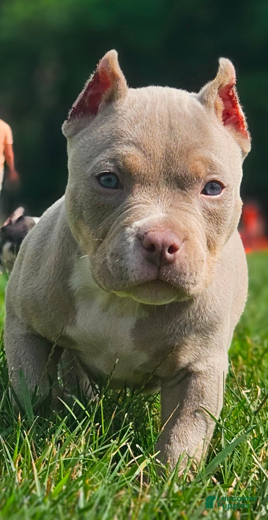 American Bully dogs American Bully - Bongo  - Ad 2