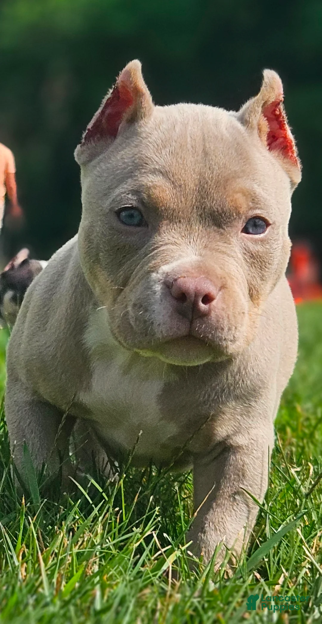 American Bully dogs for sale: ABKC Pocket Bully - Bongo  - Ad 2