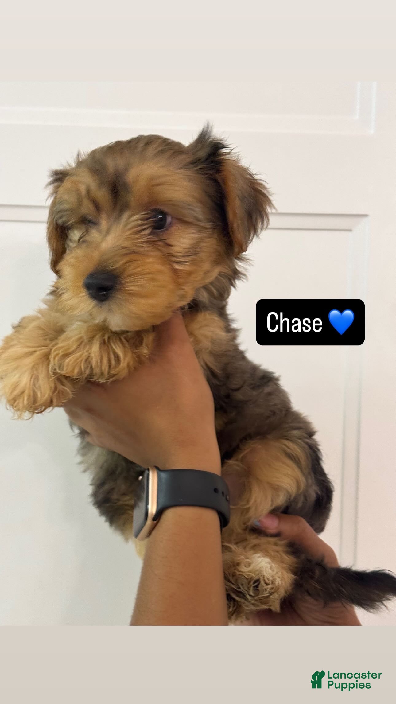 Morkie dogs for sale: Chase - Ad 35