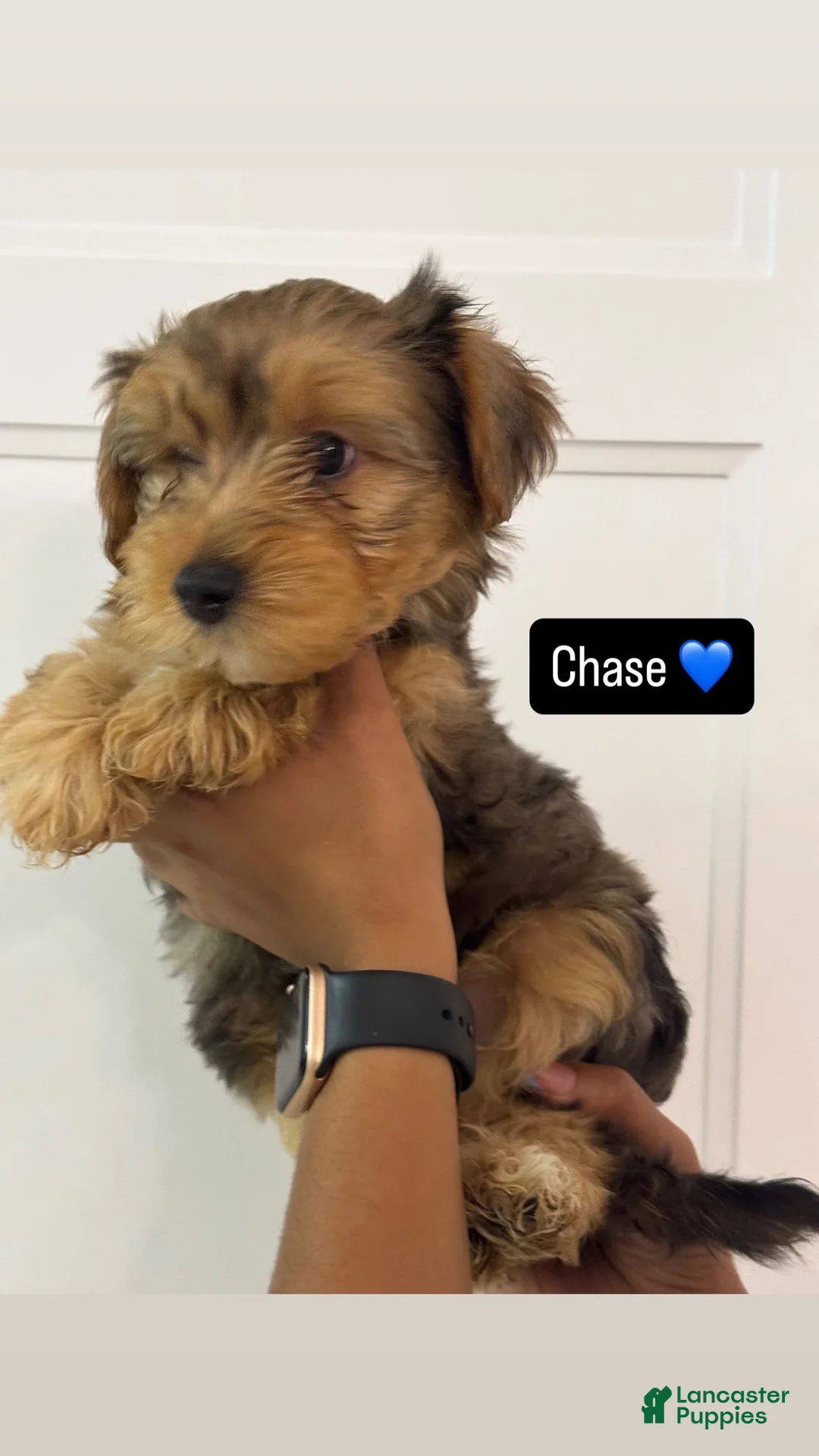 Morkie dogs for sale: Chase - Ad 1