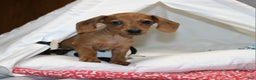 Miniature Dachshund dogs for sale: Button - Ad 7