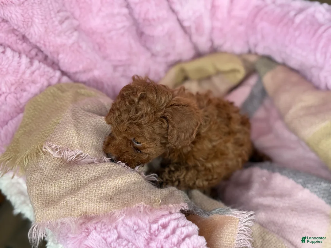 Toy Poodle dogs for sale: Nana - Ad 5