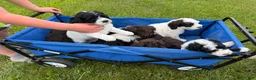 Portuguese Water Dog dogs for sale: Mr. P (Poppers Penguin) - Ad 3