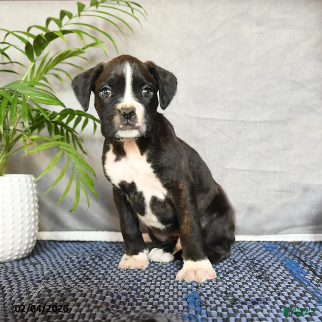 Boxer dogs for sale: Rhett - Ad 3