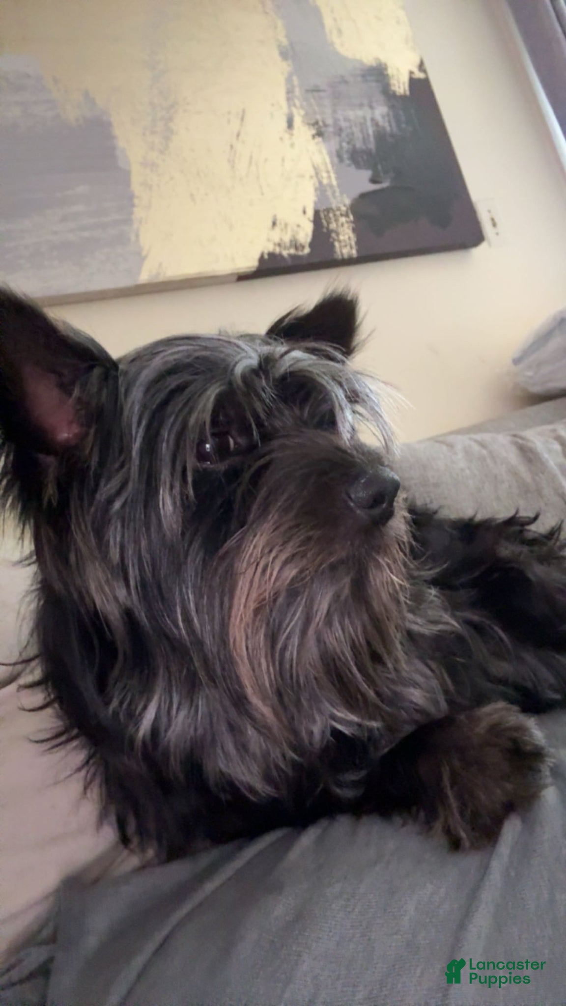 Yorkshire Terrier dogs Shadow - Ad 1