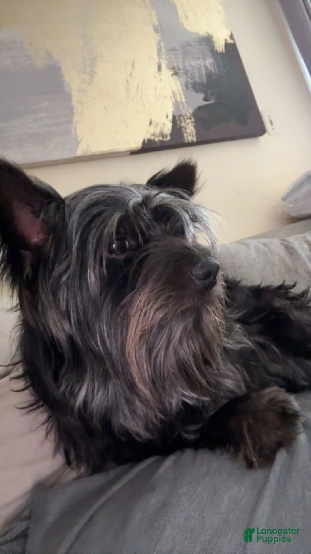 Yorkshire Terrier dogs for sale: Shadow - Ad 1