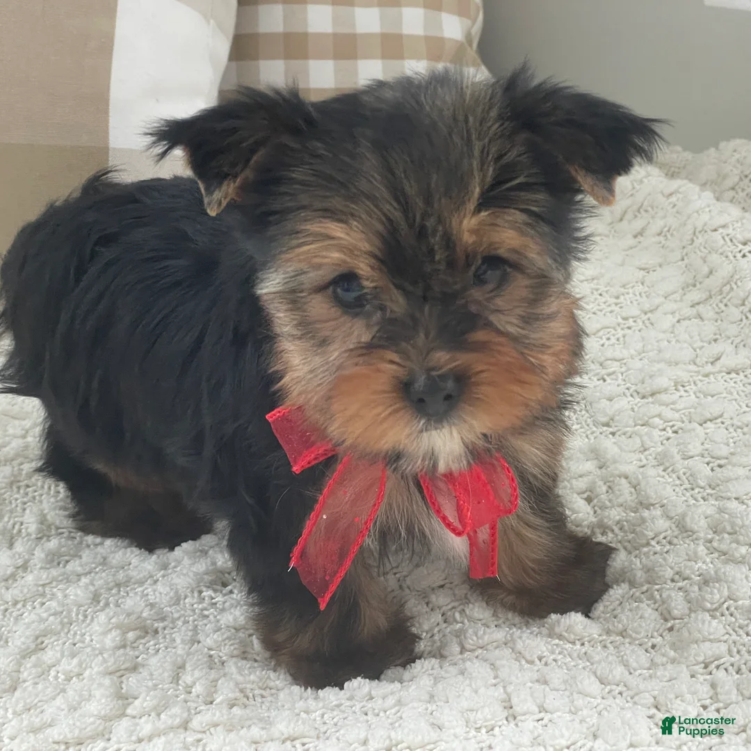 Yorkshire Terrier dogs for sale: Frisby - Ad 11