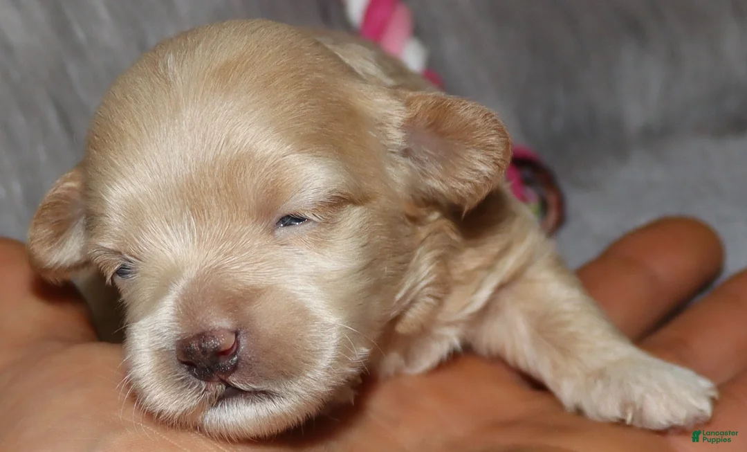 Havapoo dogs for sale: Addie 👨‍👨‍👦‍👦💞🐕Miniature - Ad 20