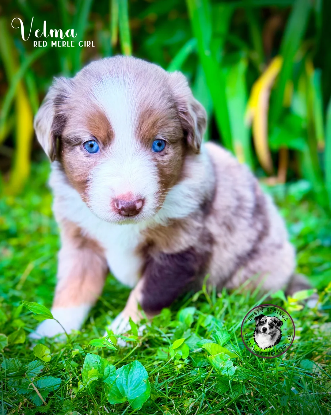 Australian Shepherd dogs for sale: Velma - Ad 2