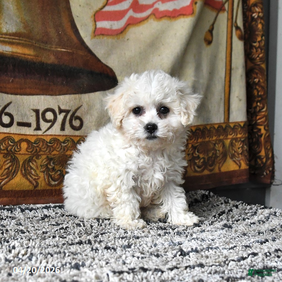 Bichon Frise dogs April - Ad 1