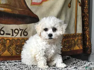 Bichon Frise dogs for sale: April - Ad 3