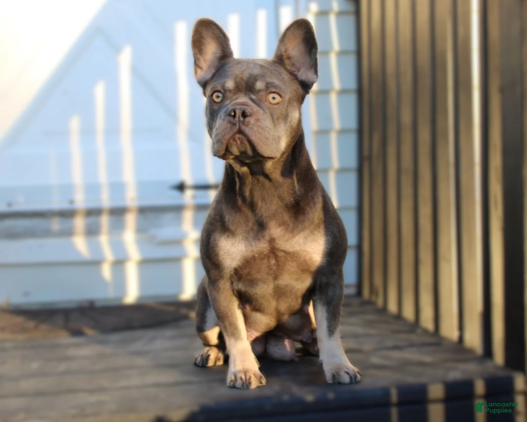 French Bulldog dogs for sale: Jaxon - Ad 10