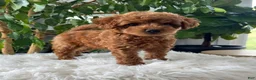 Mini Goldendoodle dogs for sale: Como  - Ad 3