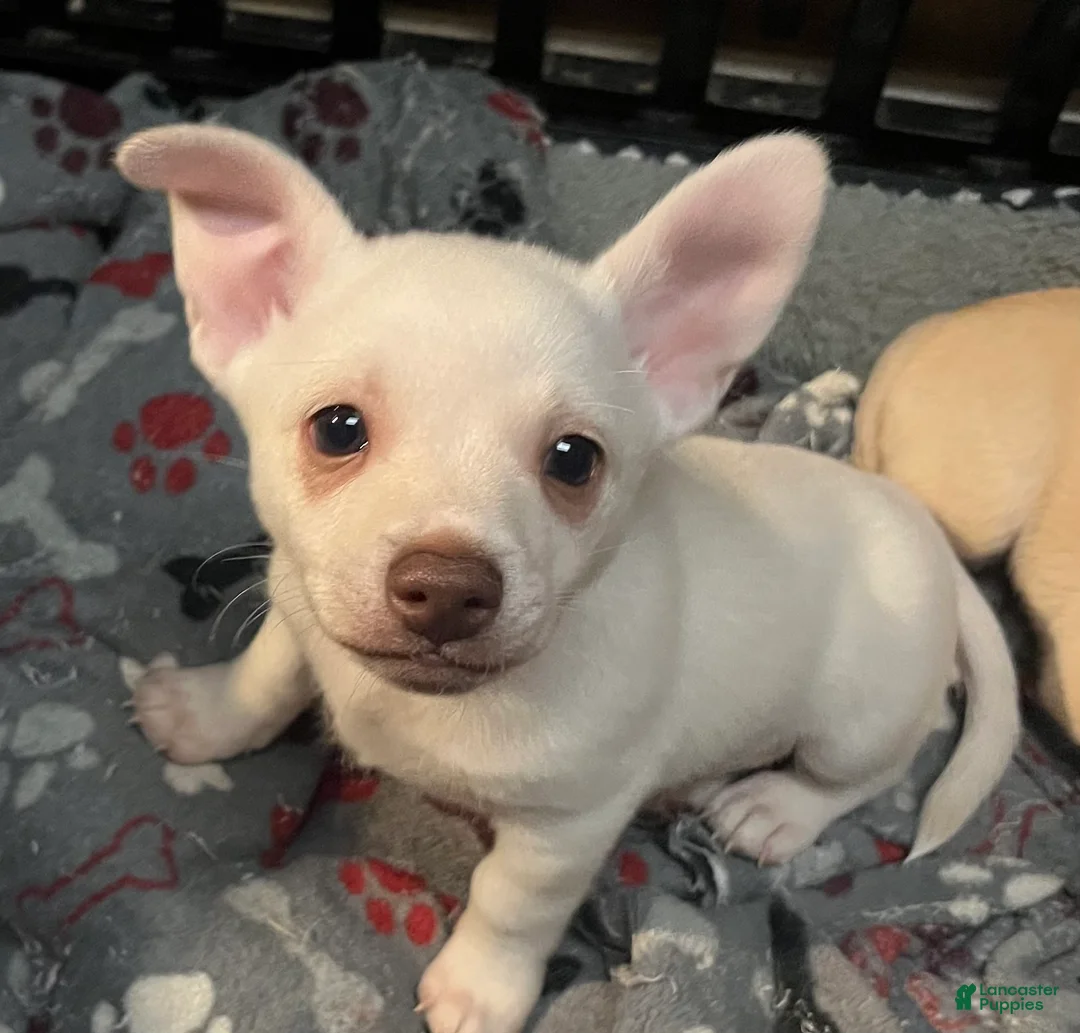 Pomchi dogs for sale: Pomchi Puppy 1 - Ad 1