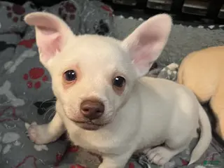 Pomchi dogs Pomchi Puppy 1 - Ad 1