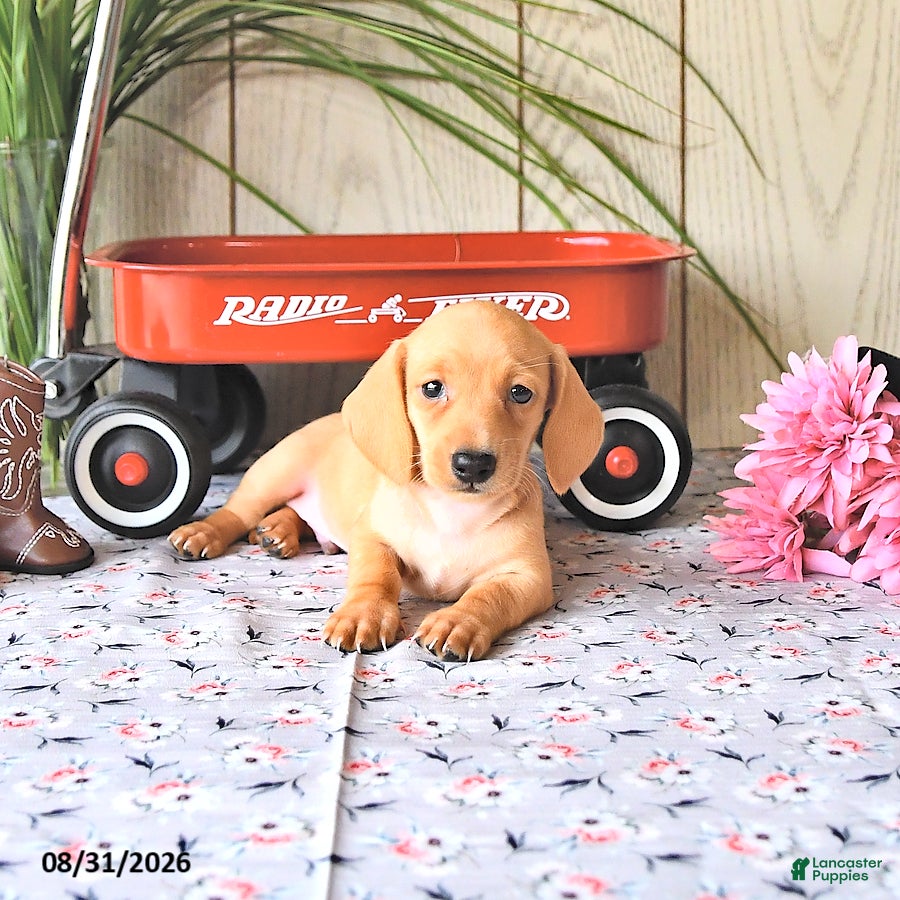 Miniature Dachshund dogs Ollie - Ad 1
