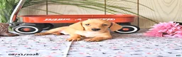 Miniature Dachshund dogs for sale: Ollie - Ad 1