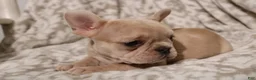 French Bulldog dogs for sale: Lacey - Ad 6
