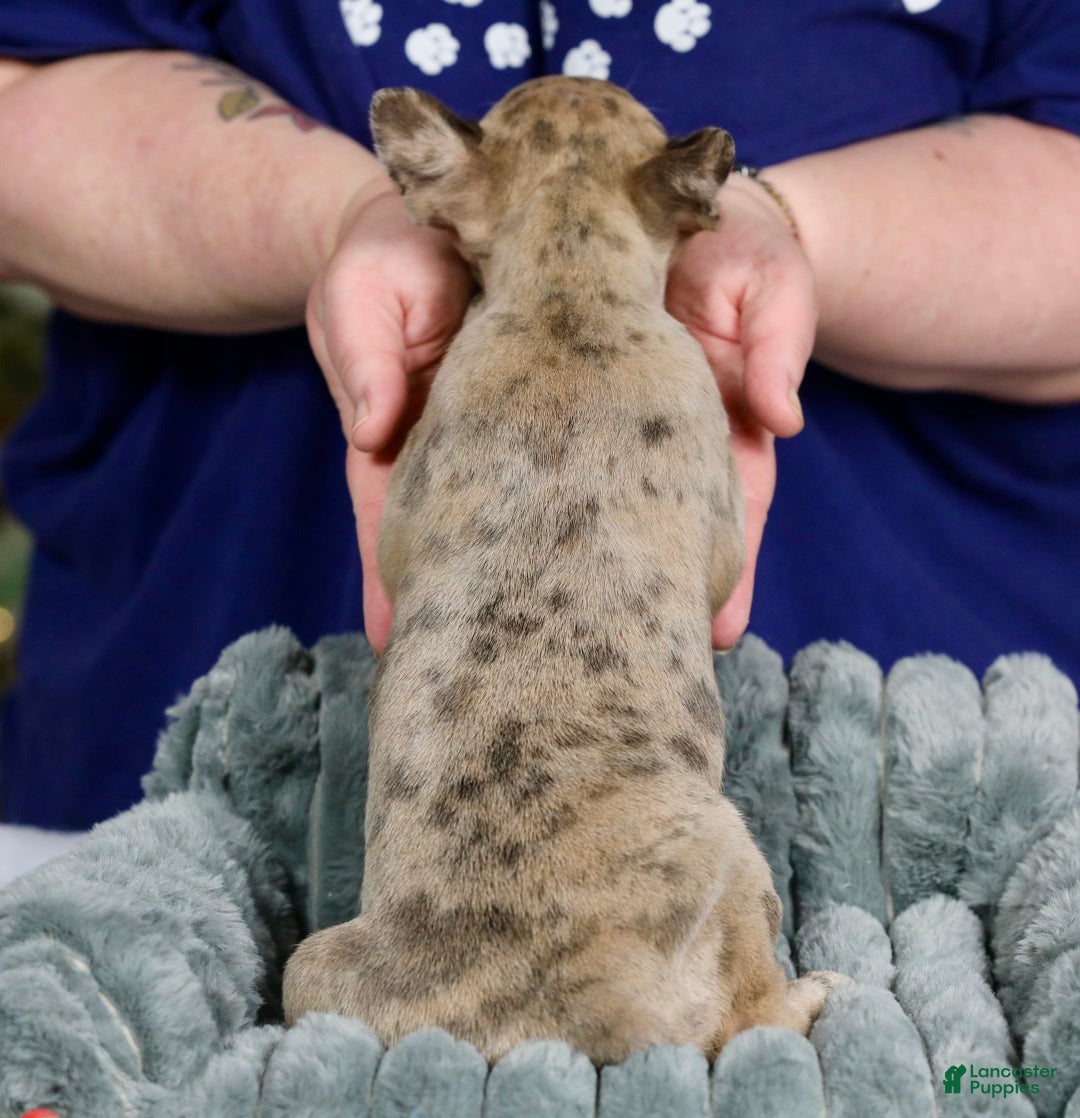 Frenchton dogs for sale: Porkchop - Ad 6