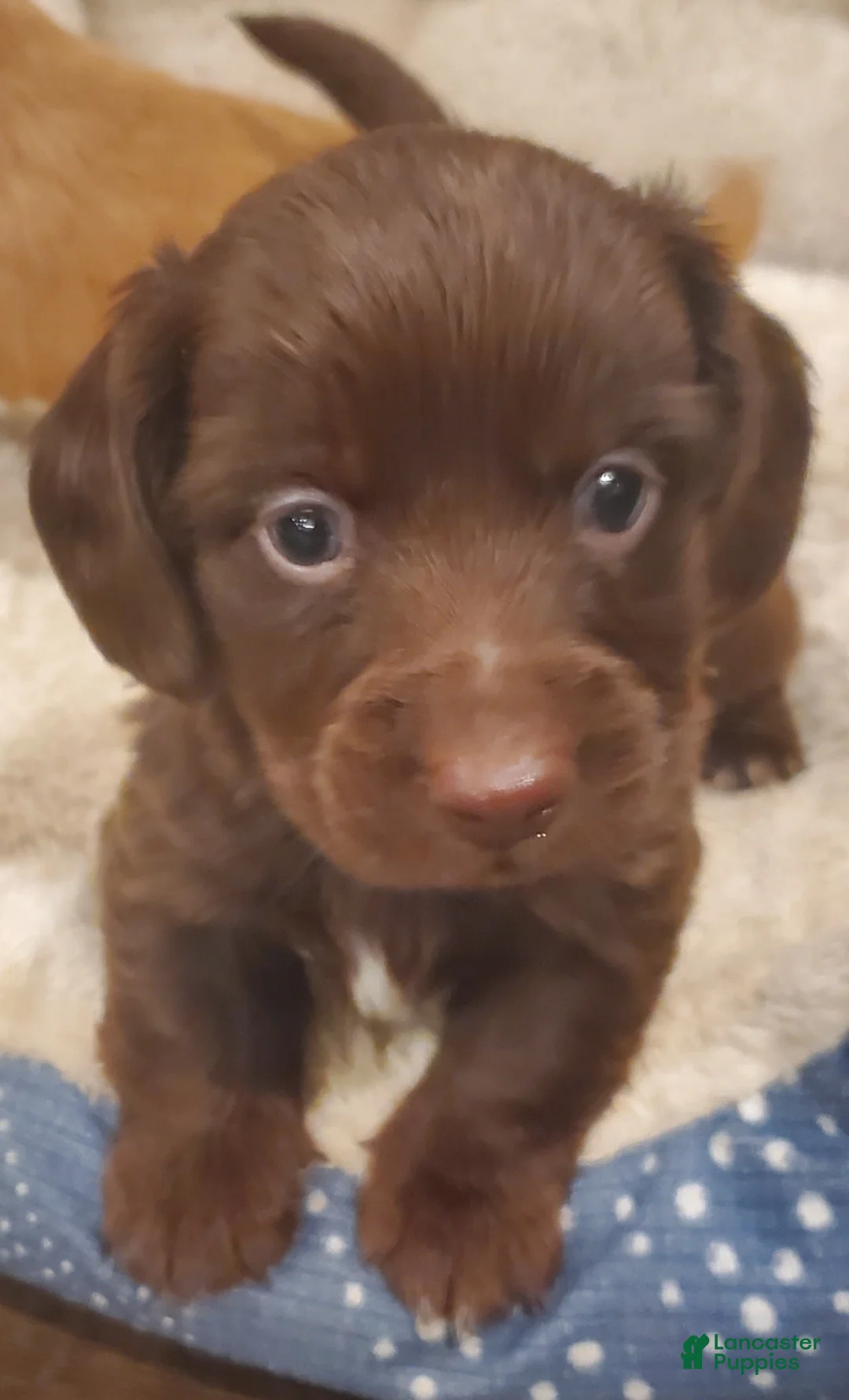 Dachshund dogs for sale: Dachshund Puppy 1 - Ad 5