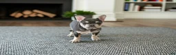 French Bulldog dogs for sale: Corrine - Ad 1