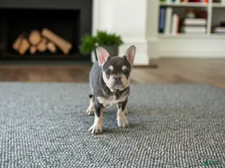 French Bulldog dogs for sale: Corrine - Ad 2